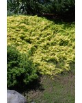 Ялівець береговий Олл Голд | Можжевельник прибрежный Олл Голд | Juniperus conferta Allgold / All Gold